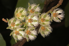 Elaeocarpus serratus